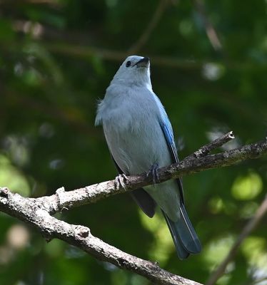 Blue-Gray Tanager