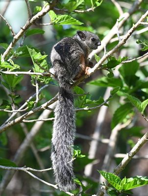 Variegated Squirrel
(Sciurus variegatoides)