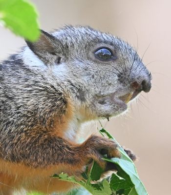 Variegated Squirrel, up close