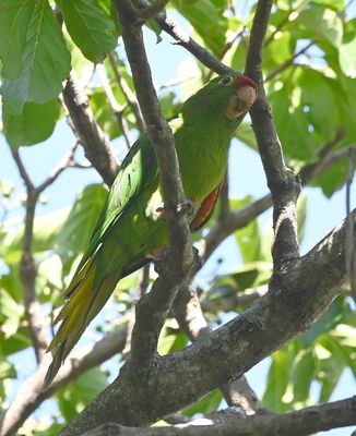 Red-lored Parrot