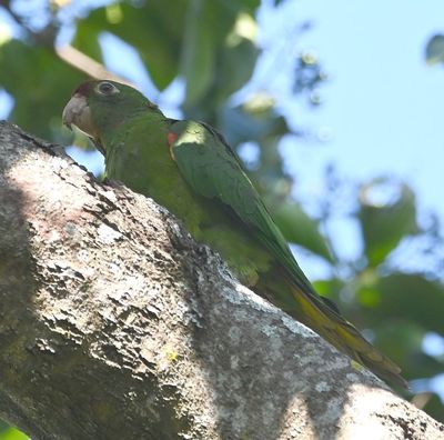 Red-lored Parrot