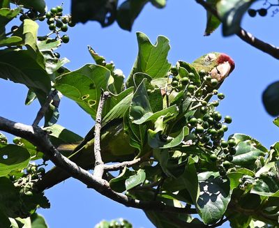 Red-lored Parrot