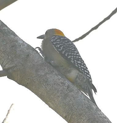 Hoffman's Woodpecker