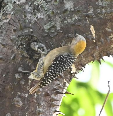 Hoffman's Woodpecker