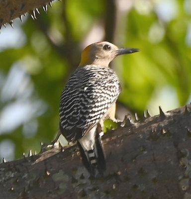 Hoffman's Woodpecker