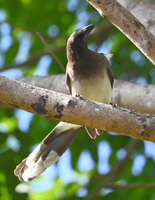 Brown Jay