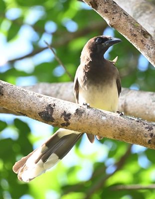 Brown Jay