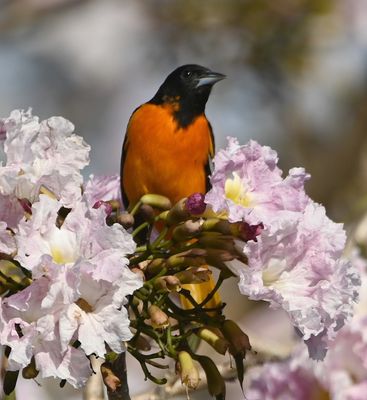 Male Baltimore Oriole, in the pink-flowered tree in the parking lot of the hotel