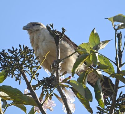 Yellow-headed Caracara, in the trees in the hotel parking lot