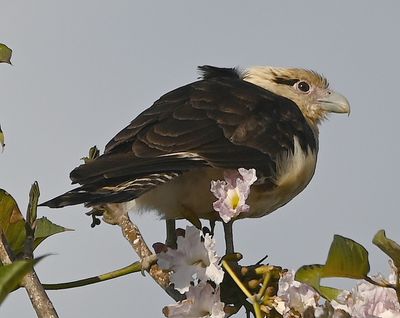 Yellow-headed Caracara