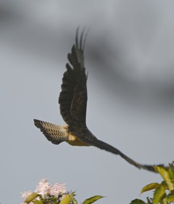 Yellow-headed Caracara, flying away