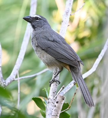 Cinnamon-bellied Saltator