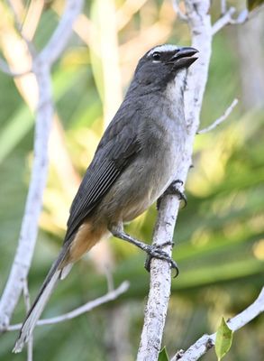 Cinnamon-bellied Saltator