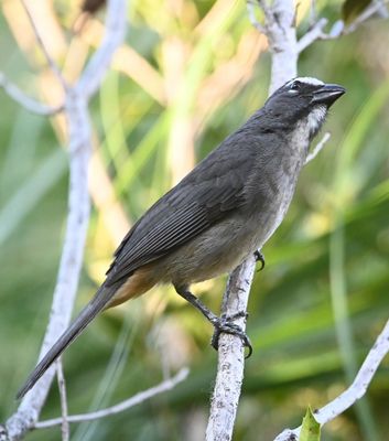 Cinnamon-bellied Saltator