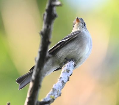 Eastern Wood-Pewee