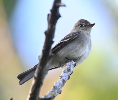 Eastern Wood-Pewee