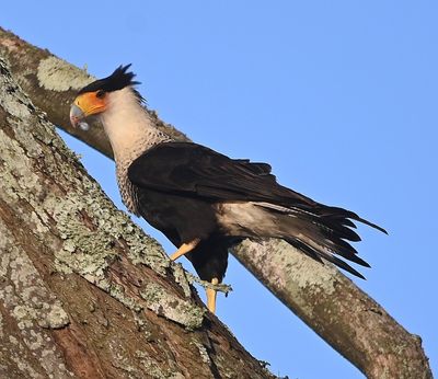 This adult Crested Caracara dropped some prey on the ground near a juvenile.