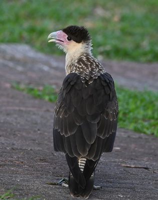 Juvenile Crested Caracara