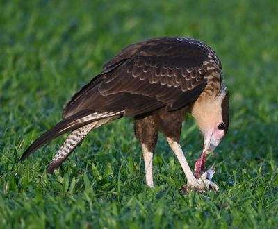 Juvenile Crested Caracara, with prey dropped by its parent