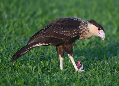 Juvenile Crested Caracara, with prey dropped by parent