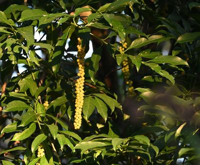 iNaturalist couldn't decide what this plant was with the yellow cluster of berries.