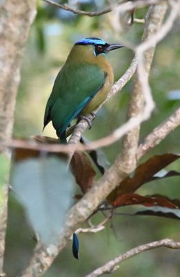 Just around the corner from the caracaras was this Lesson's Motmot.