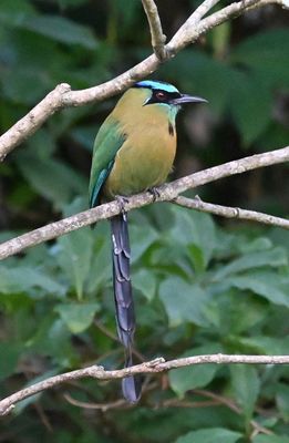 Lesson's Motmot