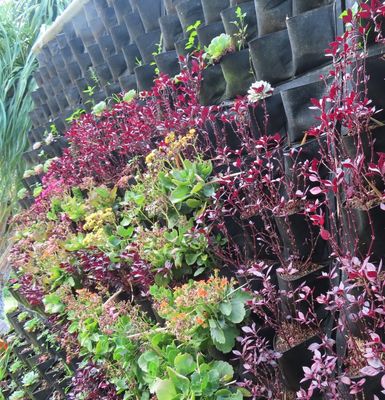 A close-up of some of the plants in their canvas bag planters