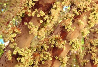 Jaboticaba
(Plinia cauliflora)
Mary found this striking tree with flowers coming out of the bark.
