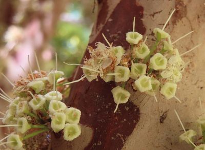 Jaboticaba
(Plinia cauliflora)
Close-up of some of the flowers