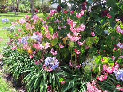 Agapanthus and huge begonias