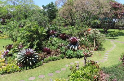 Part of the view from our 2nd floor balcony at Hotel Bougainvillea. Those bromeliads are 6' tall.