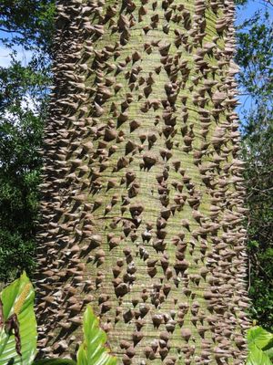 Silk Floss Tree
(Ceiba speciosa)
The spiny bark of the ceiba tree