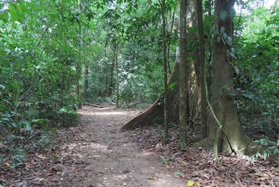 The trail at Corcovado National Park, with a big ficus tree, sticking its foot out to trip us