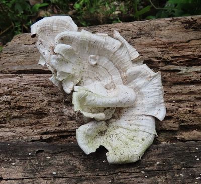 Trip Day 4 (Thu, 3/30):
Trametes menziesii on a fallen log in Corcovado National Park
