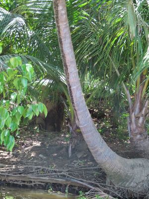 TRIP DAY 5 (Fri, 3/31): 

You might ask why there is a photo of a palm tree at the edge of the Sierpe River in this gallery of animals. Well, look closer...