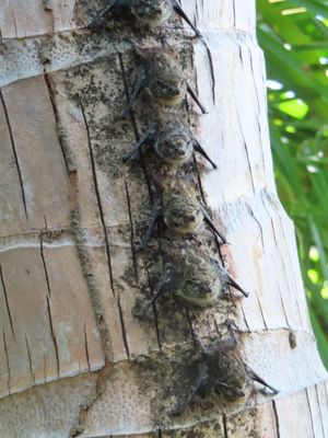 That line along the tree that looks like a water stain is a column of well-camouflaged Proboscis Bats
(Rhynchonycteris naso). 
