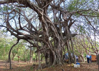 Along the way to Villa Lapas, we met one of Erick's fellow guides, Chago, who took us to a couple of places looking for owls, including this farm with a giant ficus in the yard. Nearby, Chago showed us a tiny Pacific Screech-Owl. 