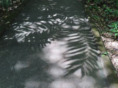 Mary likes to record the shadows of leaves.
