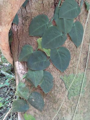 Shingles vine
(Marcgravia rectiflora)
