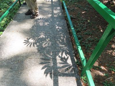Another of Mary's leaf shadow photos