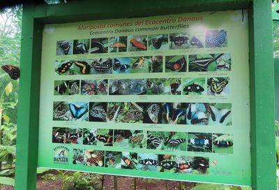 A sign with the species of butterflies and moths being grown in the enclosure