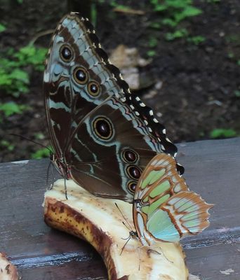 Big Common Morpho and Malachite, with wings closed