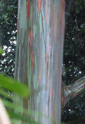 TRIP DAY 10 (Wed, 4/5):
Rainbow tree, on grounds at Arenal Observatory Lodge