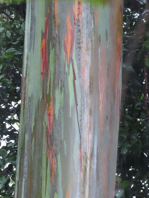 Rainbow Tree
(Eucalyptus deglupta)
