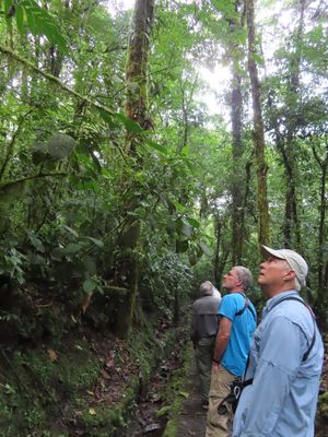 TRIP DAY 11 (Thu, 4/6): 

Erick had found an ant swarm down this trail the evening before, and we saw some good birds, so we got out early today to see what else we could find in the same area.
Jerry, Ross, Steve