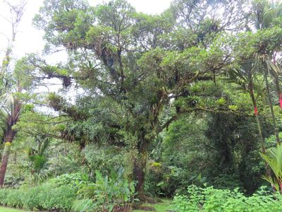 TRIP DAY 11 (Thu, 4/6):
Red Bamboo, on the far right
(Fargesia nitida)
Before leaving Arenal Observatory Lodge