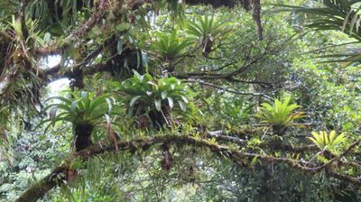 Bromeliads, growing on tree branches