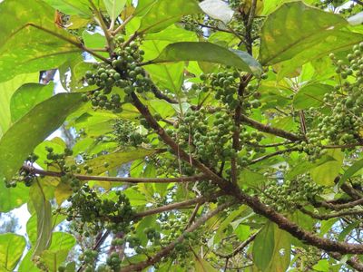 Common Yellow-Stem Fig, at Cinchona, where we stopped for lunch and birds, on the way to San José
(Ficus fistulosa)