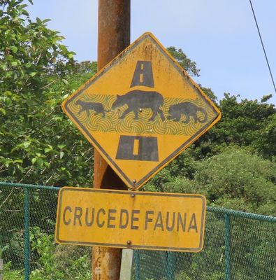 In Costa Rica, the animals you can see crossing the road are a little different from in the states.